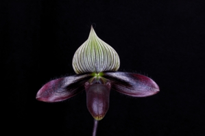 Paphiopedilum Macabre Illusion Xico's AM/AOS 82 pts.